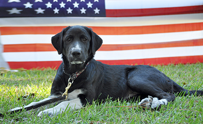 Eat’n Park partners with Guardian Angels Medical Service Dogs to sponsor Parker, a soon-to-be service dog.